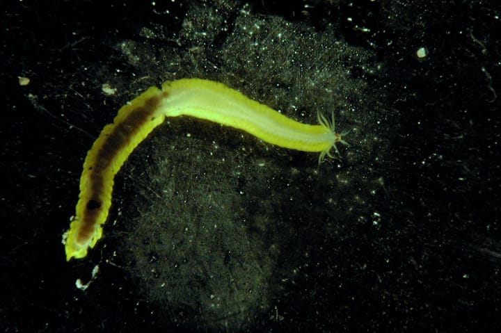 A microscopic yellow worm, partially fed. (NOAA)